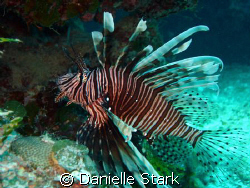 you're not supposed to be here!  lionfish in the Bahamas. by Danielle Stark 